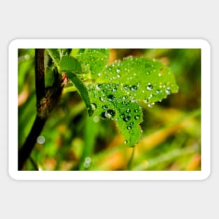 Raindrops on a wild rose leaf Sticker